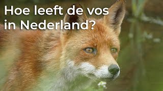 Hoe leeft de vos in Nederland? | Het Klokhuis