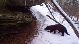 Fisher Hunting / trailing a Porcupine in forest