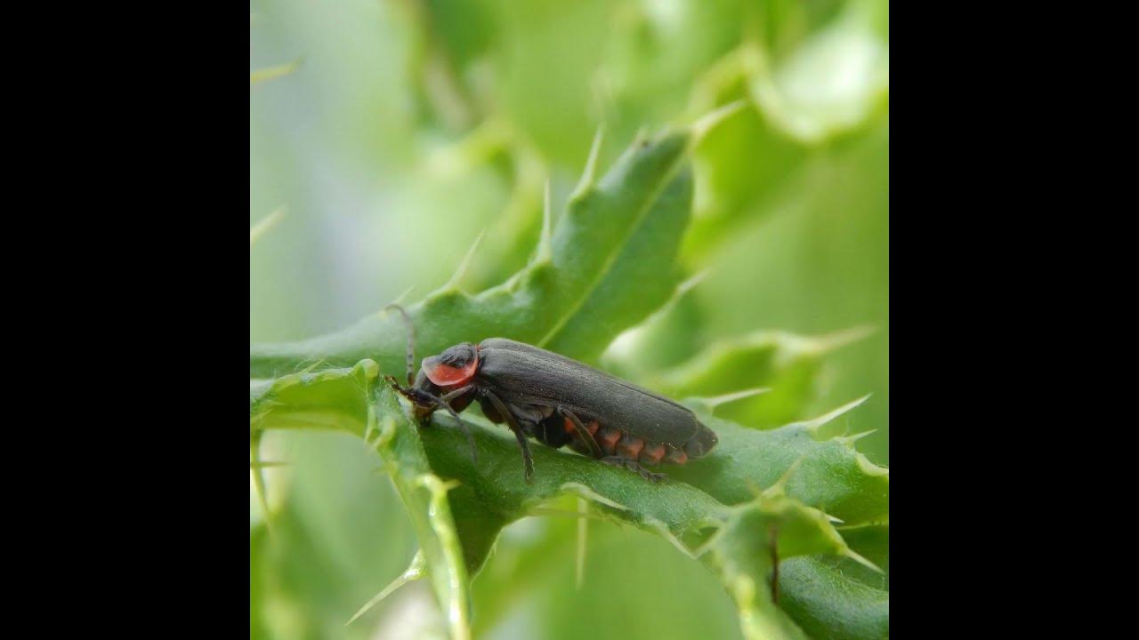 Stick Insects The Ultimate Camouflage Masters YouTube
