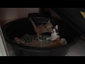 mother cat disciplining her baby kittens