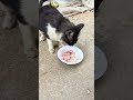 Cat’s Happy Meal #viralshort#cat