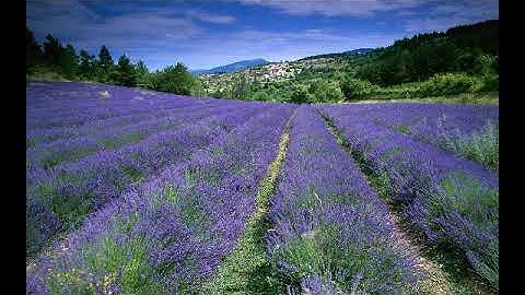 سورة ياسين بصوت القارئ جزاع الصويلح