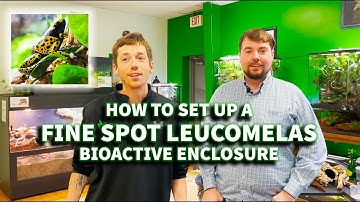 How to set up Fine Spot Bumble Bee Dart Frog Bioactive Enclosure with SPOOKY SHROOMS!