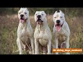 Dogo Argentino For 1st Time Owner : is it safe?