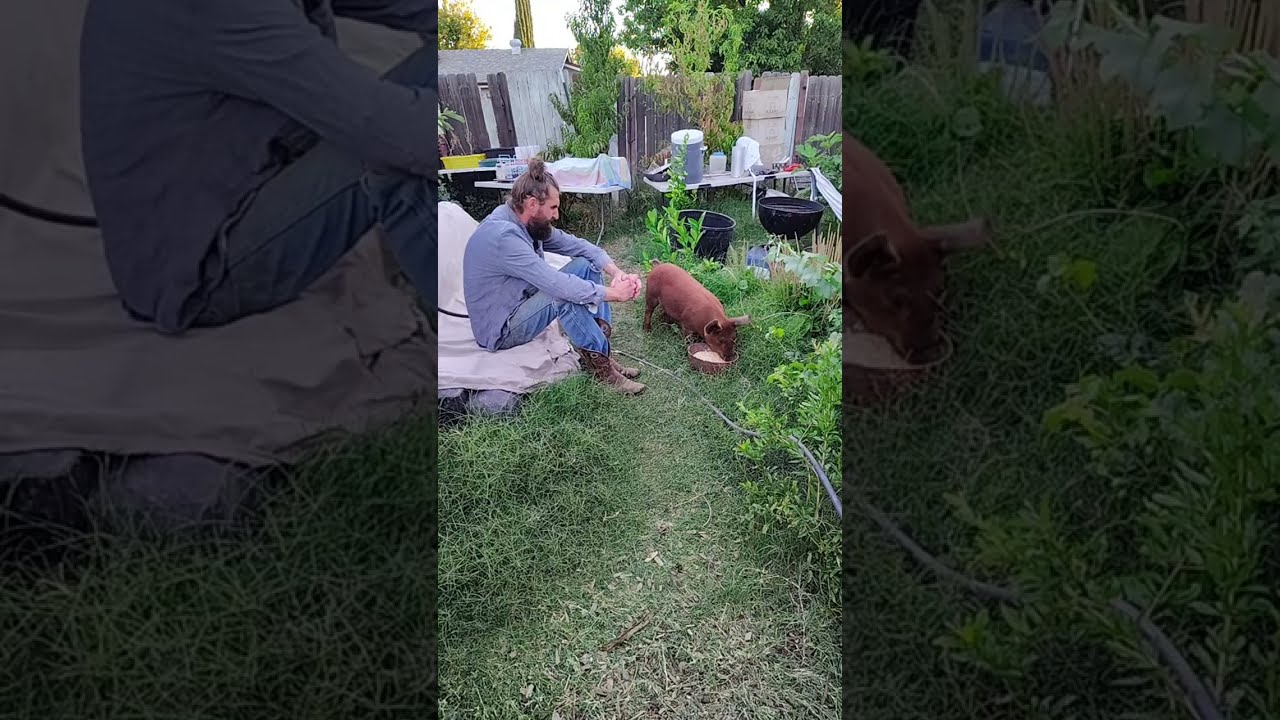 Red Bull WillbeRed Piglet Enjoying Corn 