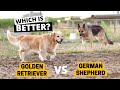 Golden Retriever vs German Shepherd - Which one should you get?