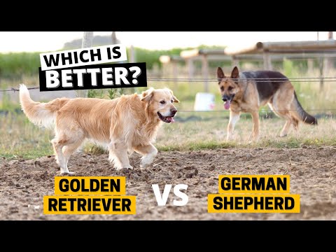 Video: Golden Retriever Dog Raca Hipoallergjike, Shëndetit Dhe Jetës