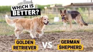 Golden Retriever vs German Shepherd - Which one should you get?