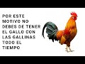 Este es el motivo por que tienes que sacar el gallo del gallinero