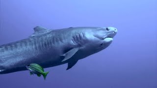 Face Off with a 14ft Tiger Shark~DRENCHED Ep. 10~