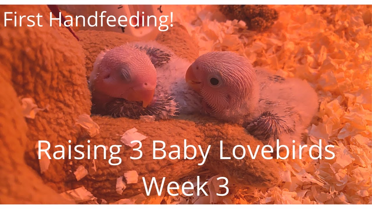 Baby Lovebirds Leave the Nest! Week 3 Start of Handfeeding YouTube