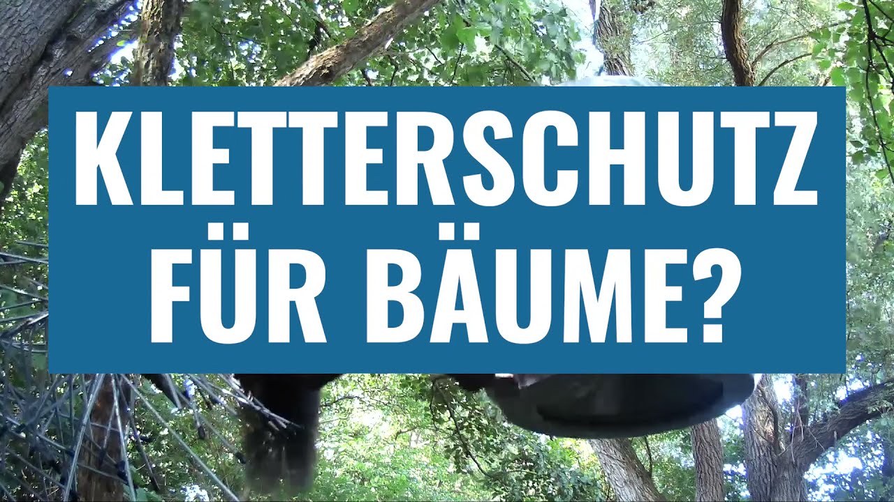 KLETTERSCHUTZ für BÄUME (dünne) im TEST  Futter- & Nesträuber fernhalten 