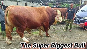 Sapi Super Besar Tersembunyi Ini Siap Kontes APPSI Jember Jatim