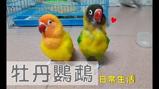 牡丹鸚鵡日常生活管理 lovebird