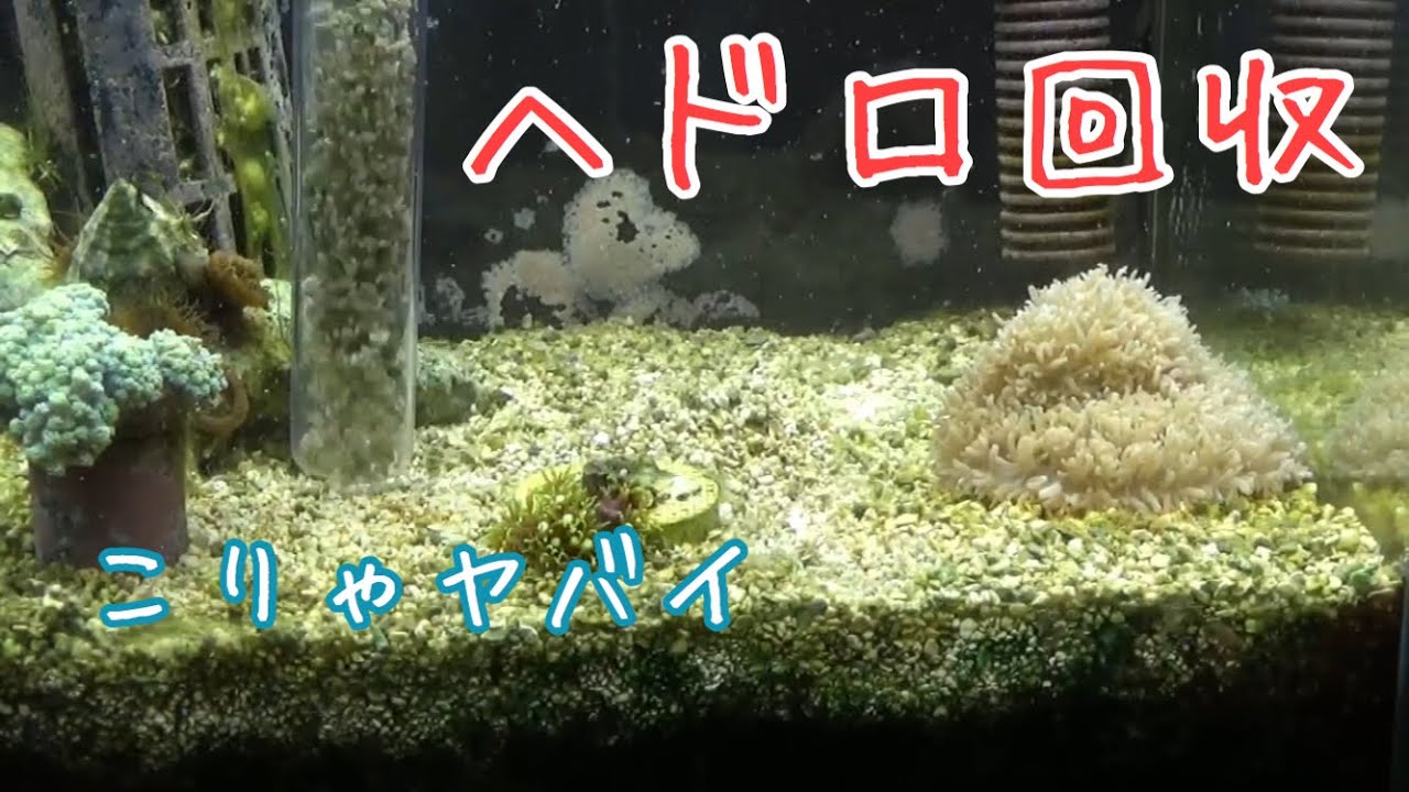 ふるさと納税 海水魚 貝 アツムシロガイ 底砂とその他の掃除 １匹 Shipsctc Org