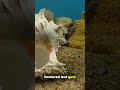This Jellyfish Can Live FOREVER! Animal Immortality Explained