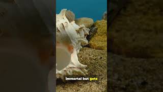 This Jellyfish Can Live FOREVER!  Animal Immortality Explained