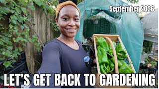 Quictent Greenhouse Fall Planting + A Pepper Harvest