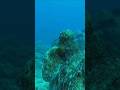 2 Minute = Death ☠️ | Most Dangerous Ocean Creature #shorts