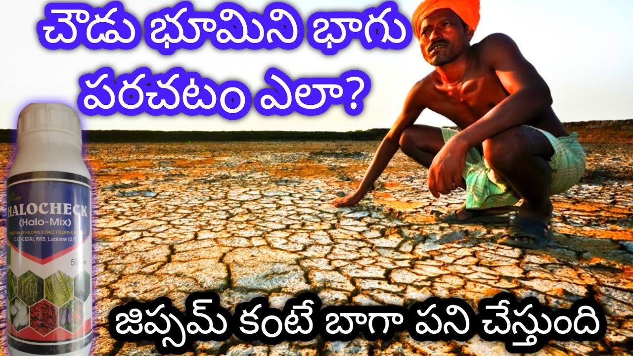 చౌడు భూమి లో పంటను ఎలా పండిచాలిSaline soil management #soil #soiltips #soils #agriculture #trending