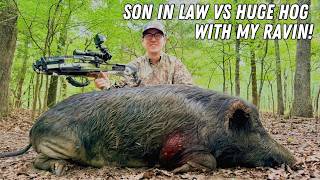 SON IN LAW TAKES HUGE HOG with MY RAVIN & EVOLUTION HYDE BROADHEAD #crossbowhunting  #ravincrossbows