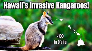 Tiny Kangaroos Are Taking Over Hawaii, Here’s How!