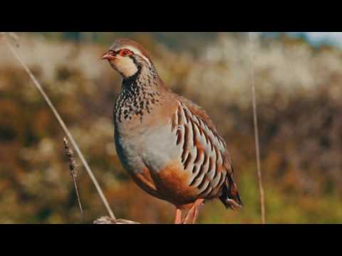 3D LUT Test from CineStyle Profile | Canon 80D