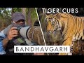 Photographing tiger cubs in bandhavgarh  tiger country ep5  the next generation