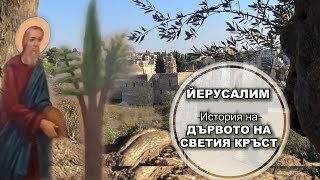 видео: История на ДЪРВОТО НА СВЕТИЯ КРЪСТ Манастирът посветен на Кръста Господен в Йерусалим картинка: История на ДЪРВОТО НА СВЕТИЯ КРЪСТ Манастирът посветен на Кръста Господен в Йерусалим
