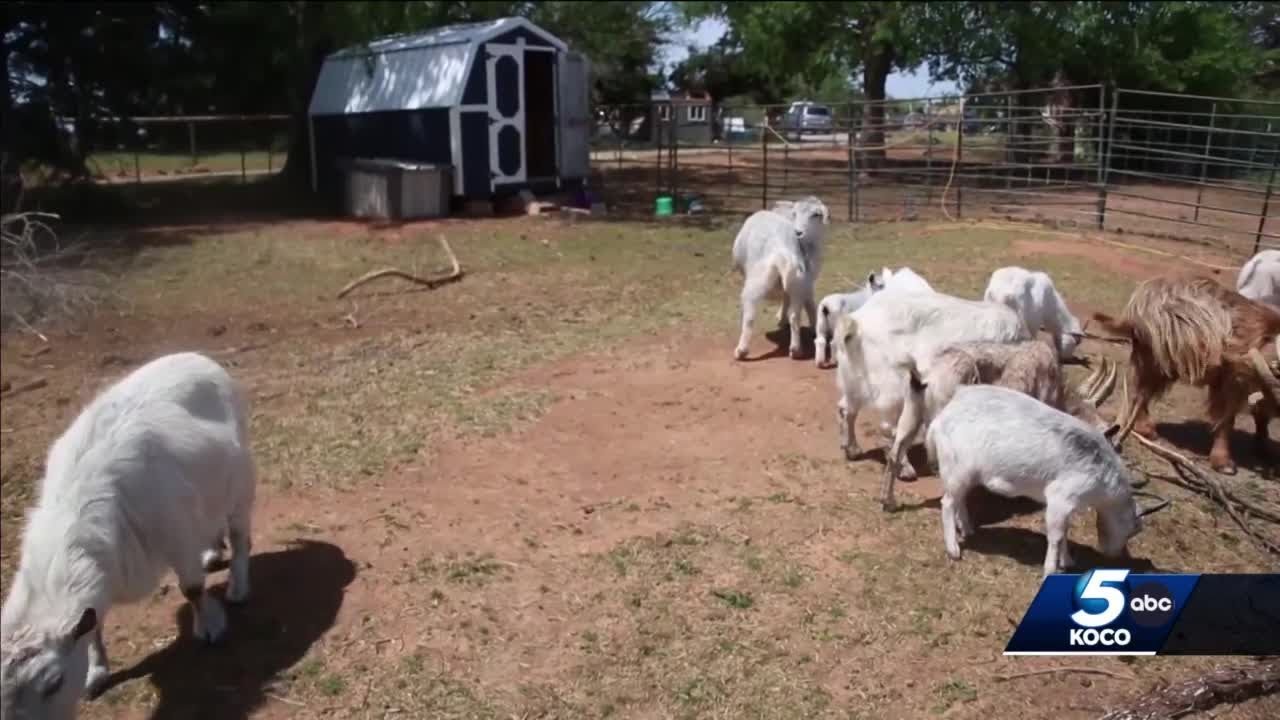 Bethel Acres animal rescue hit during Oklahoma tornado outbreak YouTube
