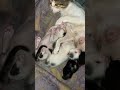 Baby kitty wants to play with mama cat #mamacat #calicokitty #tuxedokitty #whitegreykitty #calicocat