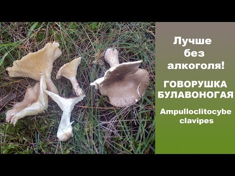 Лучше без алкоголя! Говорушка булавоногая - Ampulloclitocybe clavipes