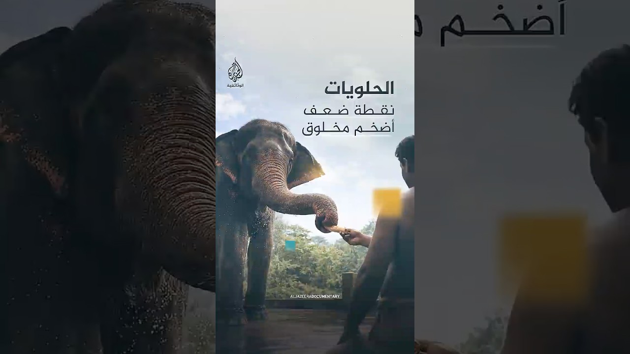 الحلويات نقطة ضعف أضخم مخلوق