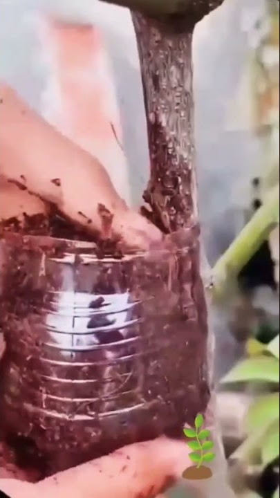 TUTORIAL CEPAT MENCANGKOK TANAMAN @Inginbisatv #tutorial #belajar #mencangkok