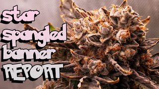 SSB3 CRACKED Worth Growing? Harvest All Steps #seedtoharvest how to grow weed first time organic