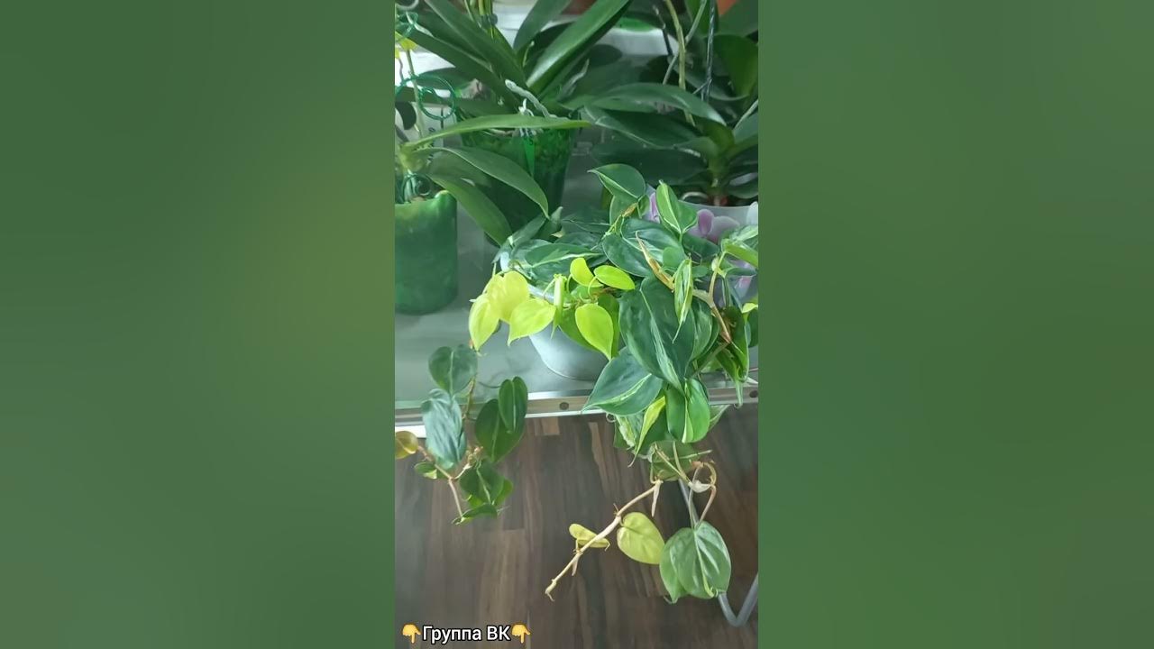#shorts Филодендрон снова мутирует👍И очень красиво🌱Бразил Триколор🌱 ...