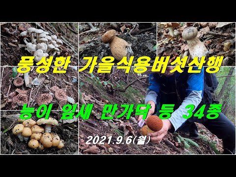 충청권 능이정찰, 능이 잎새버섯 만가닥버섯 등 34종, 풍성한 가을버섯산행 #야생식용버섯