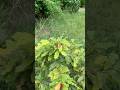 Guess the name off plant 🪴 #trendingshorts #explorepage #reality #love #nature #instafamous #inst