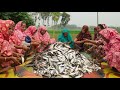 Silver Barb Fish Cooking - 70 KG Kolombo Elish Fish Cutting &amp; Delicious Curry Cooking for Villagers