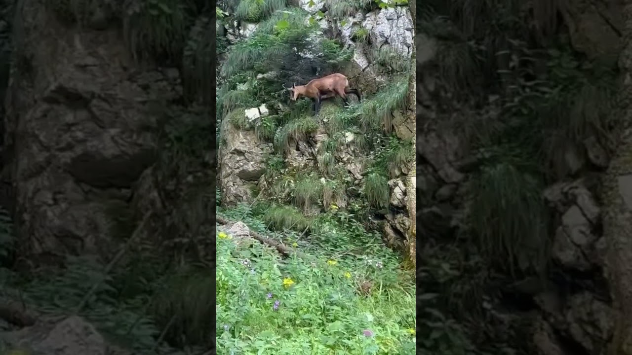 Black wild goat on a mountains cliff - protected animals