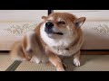 おやつがあれば何でもできちゃう柴犬