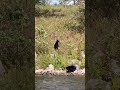 Seeing bears 🐻 while fishing 🎣