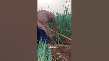 People harvesting green onions-good tools and machines improve work efficiency