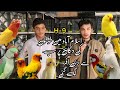 H -9 Sunday Birds Market Biggest Offer on Parrots in 2025 | Shahzain Animal Vlog