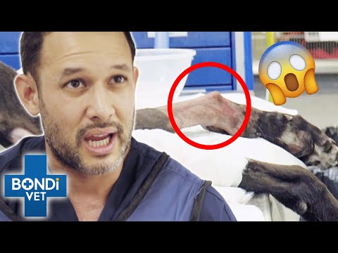 Video: Làm thế nào thường Do Chó đi tiểu và có các phong trào ruột?
