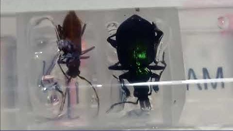 How to Start Your Very Own Bug Collection