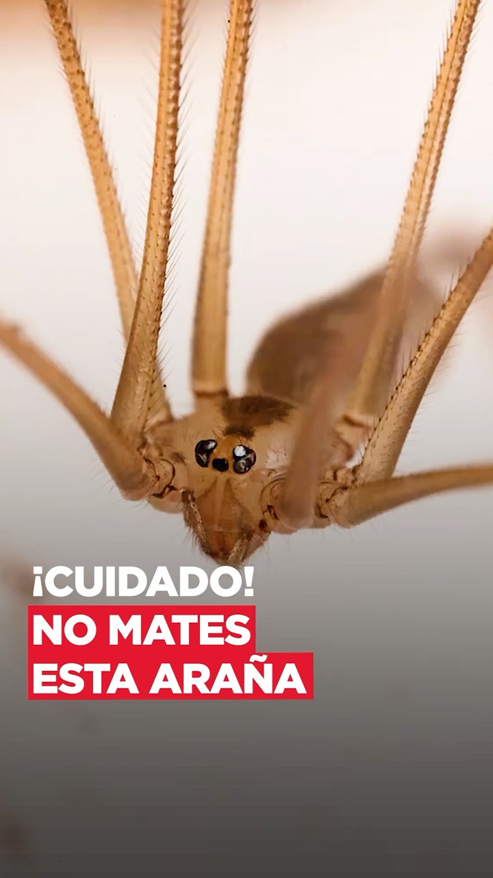 Mira porque nunca debes matar esta araña. Te protege. @PaoCastilloOf