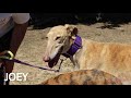 Galgos y podencos buscan familia, os los presentamos