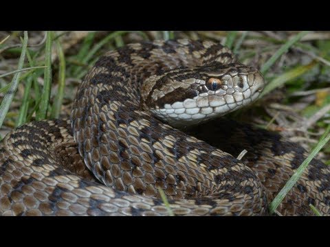 Video: Kaip Atskirti Gyvatę Nuo Angio