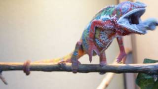 Slow Motion Ambilobe Panther Chameleon Eating